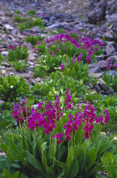 Parrys Primrose (Primulaceae) along Imogene Pass in Colorado