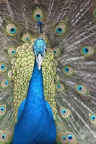Peacock display, Folsom City Zoo Sanctuary, (captive Folsom, California