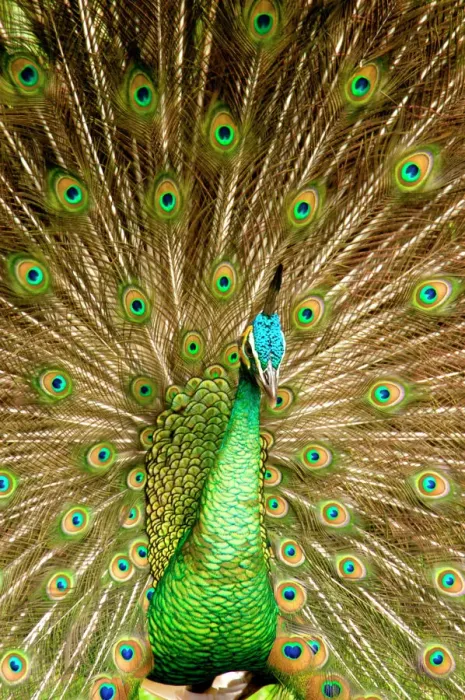 Framed Print : Peacock Displaying Feathers Print