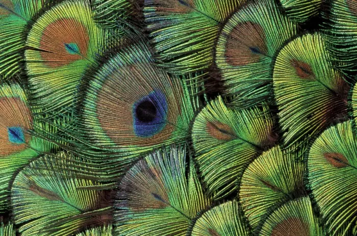 Framed Print : Peacock Feather Print Framed Print : Peacock Feather Print