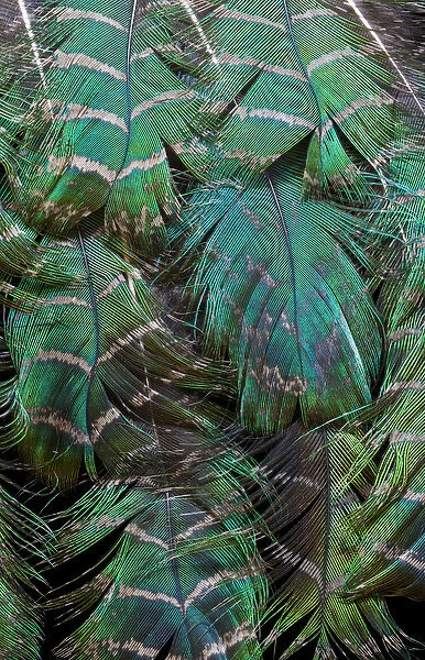 Peacock feather design layering