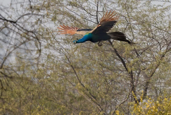 Peacock in flight. Keoladeo Ghana National Park. Unesco biosphere reserve. Rajasthan