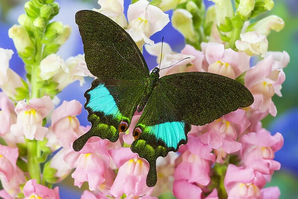The Peacock Swallowtail Butterfly, Papilio Karna Iruane