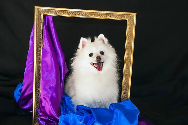 A picture of an American Eskimo Dog