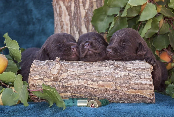 Pile of Sleeping Labrador Retriever Puppies, Phelan, California