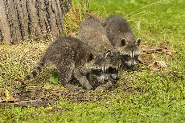 Pine County. Captive raccoon babies. Credit as: Cathy and Gordon Illg  /  Jaynes Gallery