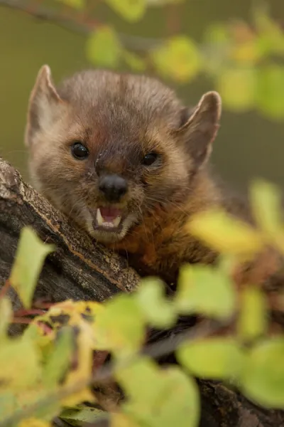 Pine Marten, Martes americana, snarling in a tree, Captive wildlife model, WYO