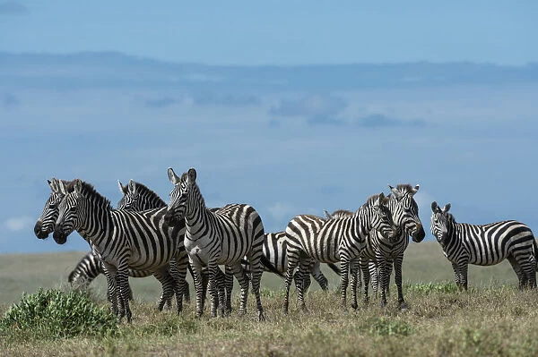 Plains zebras (Equus quagga), Ndutu, Ngorongoro Conservation Area, Serengeti, Tanzania
