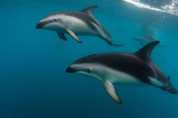 A Pod of Dusky Dolphins swimming off the Kaikoura Penninsula, South Island, New Zealand