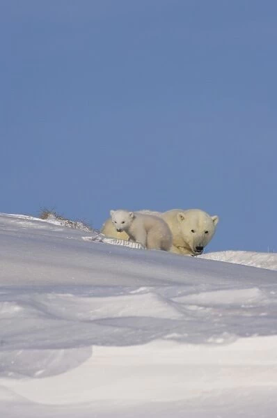 polar bear, Ursus maritimus, sow with newborn spring cub newly emerged from their den