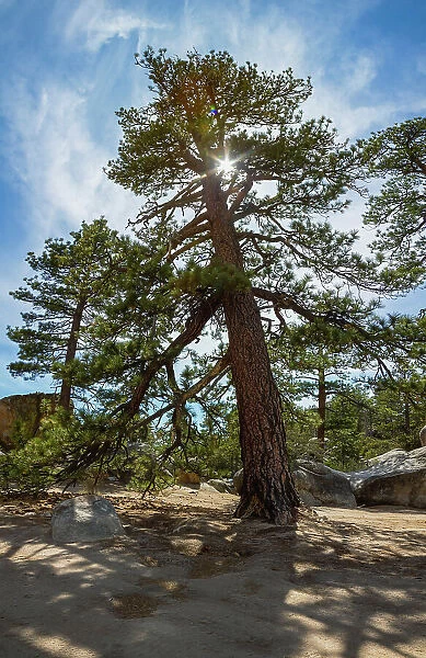 Ponderosa Pine, San Bernardino National Forest, California
