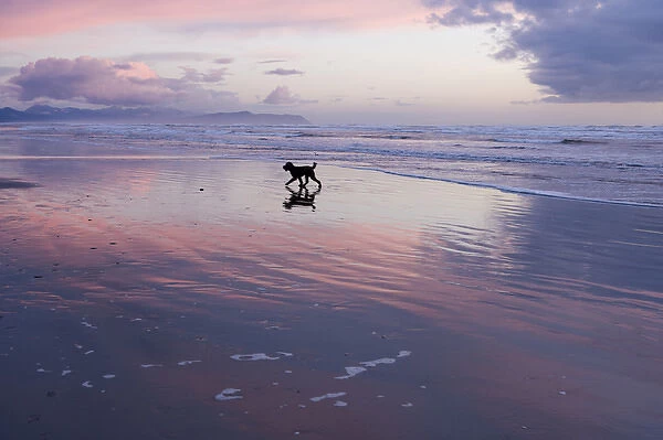 Poodle playing on beach during sunrise, Astoria, Oregon