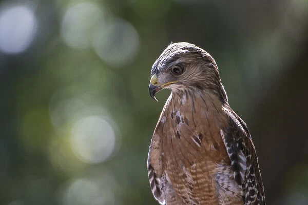 Portrait of a perched hawk with intense gaze against green background