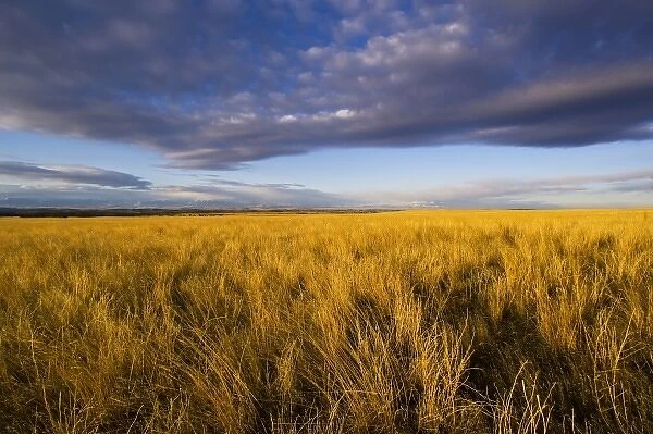 Prairie grasslands near Rapelje Montana