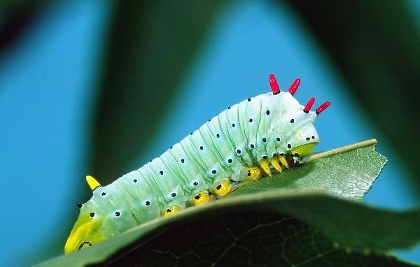 Prometheus Moth Caterpillar, Callosamia promethea, Eastern US