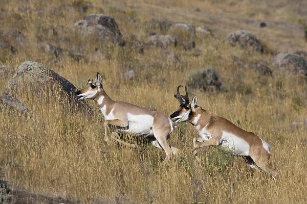 Pronghorn antelope buck chasing doe