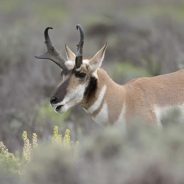 Pronghorn antelope buck feeding on sagebrush, Antilocapra americana, Grand Tetons NP