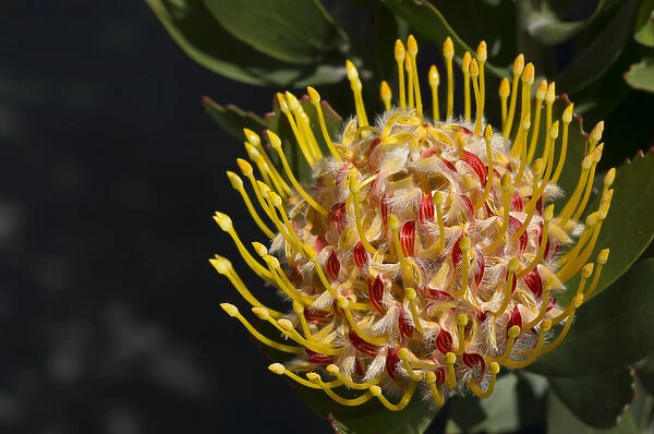 Proteus flower, Cal Poly Botanic Garden, San Luis Obispo, California Central Coast