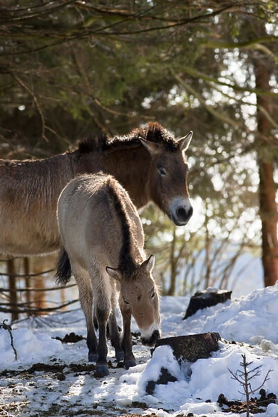 Przewalskis Horse or Takhi (Equus ferus przewalskii) in winter and snow, captive