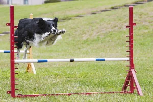 purebred border collie jumping agility jump