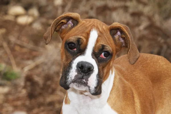 Purebred Boxer, head and back