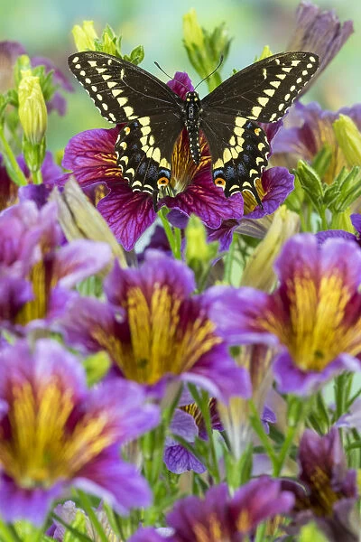 Purple painted tongue flowers with black swallowtail butterfly, Papilio polyxenes