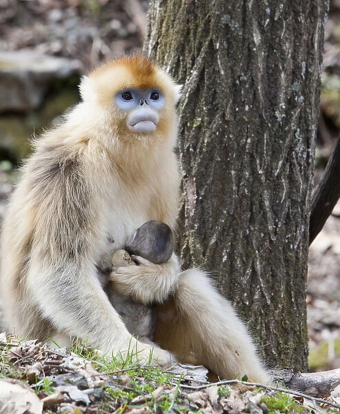 Qinling Mountains, China, Female Golden Monkey with newborn