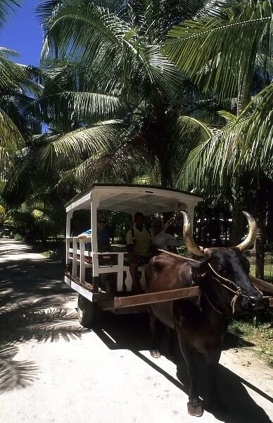 Quaint Oxen Cart in the beautiful village of La Digue in the Seychelles Islands off