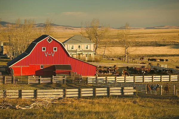 02. Canada, Alberta, Pincher Creek: Red Barn & Ranch  /  Morning