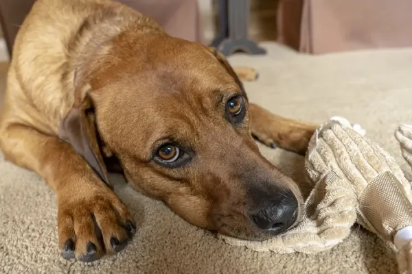 Red Fox Or Fox Red Labrador Reclining On The Floor Print