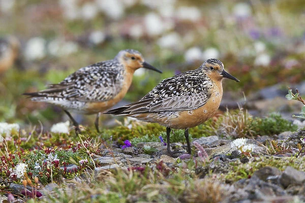 Red Knots on the Arctic Tundra