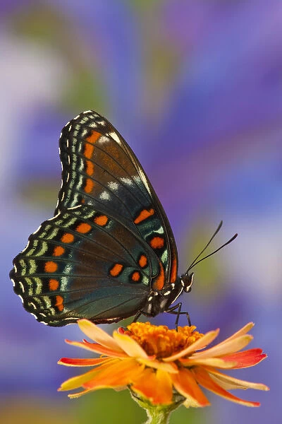 Red-Spotted Purple Butterfly, Limenitis astyanax