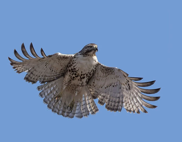 Red-tailed hawk hovering