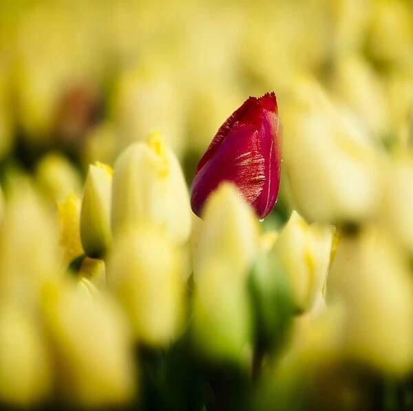 One red tulip growing amongst all a field of all yellow