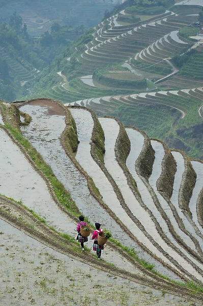 Red Yao Woman working in Rice Terraces, Dazhai Village