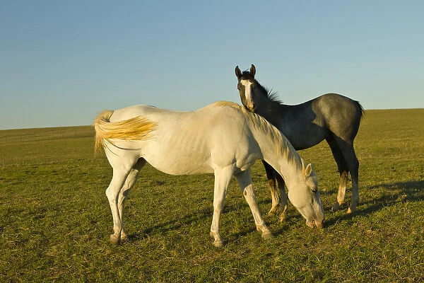 riding horses on ranch near Gonzales, Texas