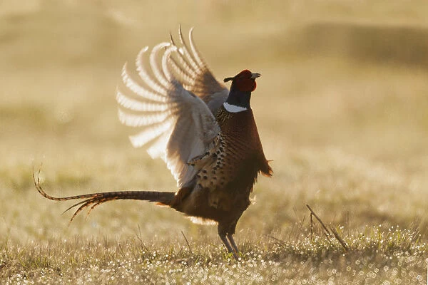 Ring-necked Pheasant, roosters display