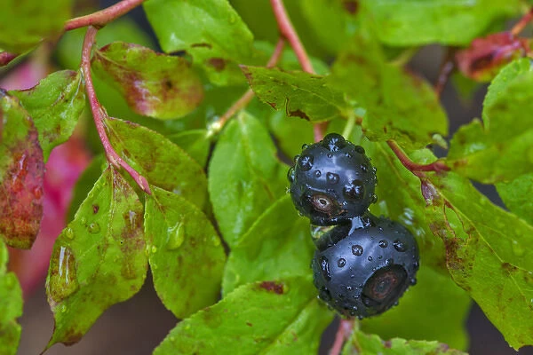 Ripe huckleberries in a light rain near Whitefish, Montana, USA