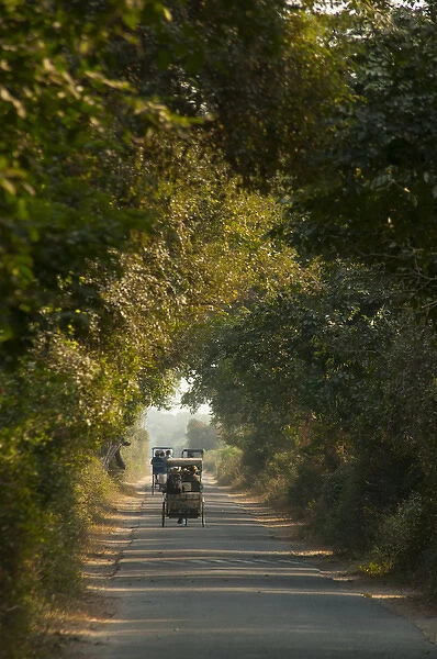 Road through Keoladeo National Park (Bharatpur bird sanctuary), Bharatpur, Rajasthan