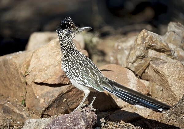 A Road runner pauses momentarily on its search on the desert floor for grubs