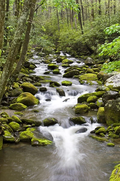 Roaring Fork in spring along Roaring Fork Motor Trail, Great Smoky Mountains National Park