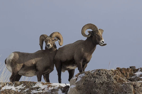 Rocky Mountain bighorn sheep rams