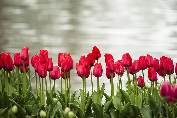 Rows of red tulips are bright against the bright lake background