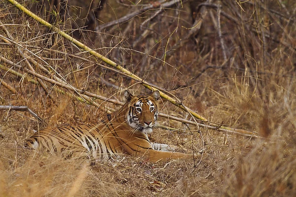 Royal Bengal Tiger, in the bamboo forest, Tadoba Andheri Tiger Reserve, India