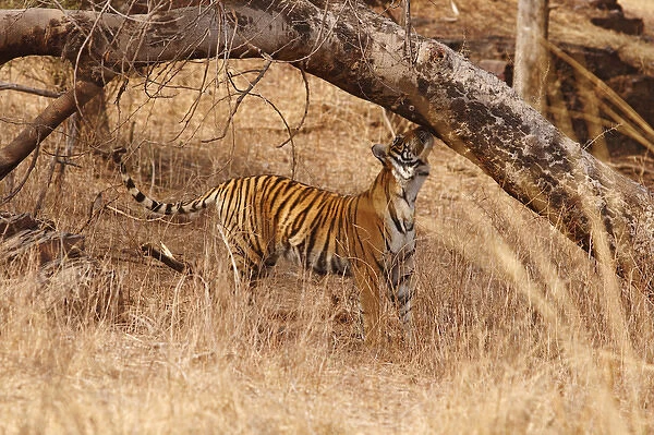 Royal Bengal Tiger catching the scent, Ranthambhor National Park, India