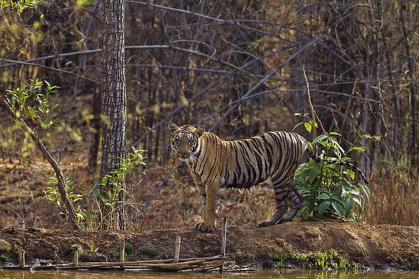 Royal Bengal Tiger, near jungle pond, Tadoba Andheri Tiger Reserve, India