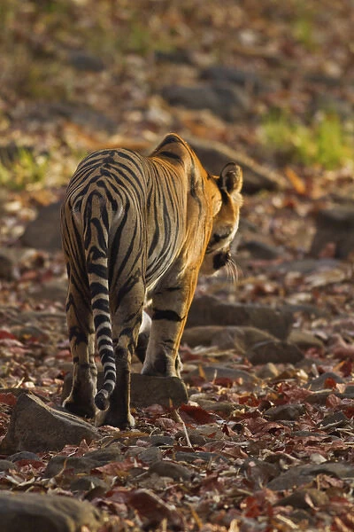 Royal Bengal Tiger, walking on the fallen leaves, Tadoba Andheri Tiger Reserve, India