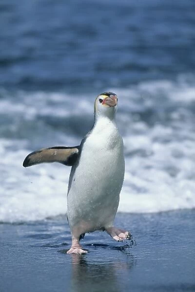Royal Penguin (Eudyptes schlegeli) return from sea, Macquarie Island, Austalian sub-Antarctic