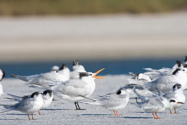 Royal terns, Sterna maxima, at Fort De Soto Park in Pinellas County, Florida. Winter
