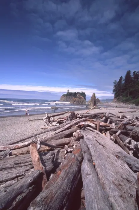 Framed Print : Ruby Beach Driftwood Print Framed Print : Ruby Beach Driftwood Print